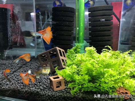 魚缸 換水|「魚缸幾天換一次水？養魚專家教你定期換水的重要性。